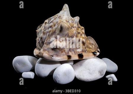 Close-up of a Cassis tuberosa, King Helmet Shell, resting on smooth white stones against a black background. Perfect for nature, sea life, or decorati Stock Photo