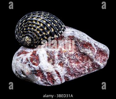 Close-up of a Neritodryas cornea shell with black and yellow stripes, placed on a polished stone against a black background. Perfect for nature and ma Stock Photo