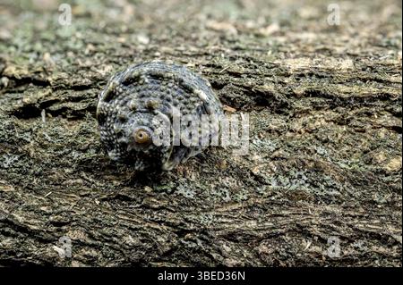 Angaria delphinus shell resting on a textured driftwood surface, captured with intricate details and set against a black background, Odessa, Ukraine, Stock Photo