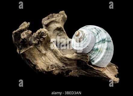 A stunning display of Green-Striped Marine Shell Turbo imperialis, elegantly placed on textured driftwood, highlighted against a black background for Stock Photo