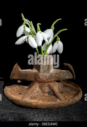 Creative still life with old rusty metal tool and white snowdrops flower on a black sand background, Odessa, Ukraine, Europe Stock Photo