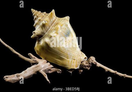 A stunning trombus pugilis or Fighting Conch shell displayed on rugged driftwood. Its vibrant golden tones and detailed spirals are elegantly highligh Stock Photo
