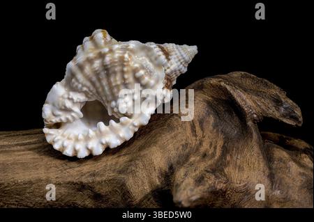 Close-up of a Distorsio anus sea shell resting on textured driftwood, set against a dark black background. The shell features intricate ridges, vibran Stock Photo