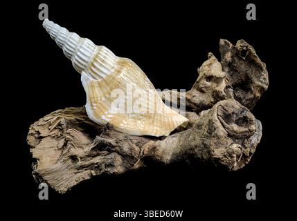 A detailed image of a ribbed strombus vittatus seashell with a pointed spiral, resting on rugged driftwood, against a black background. Perfect for na Stock Photo