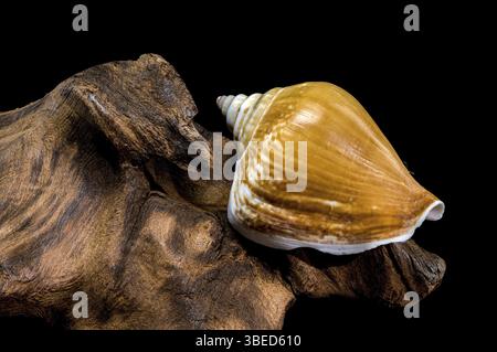 Close-up of a Laevistrombus canarium shell, resting on a textured driftwood surface, captured with intricate details and set against a black backgroun Stock Photo
