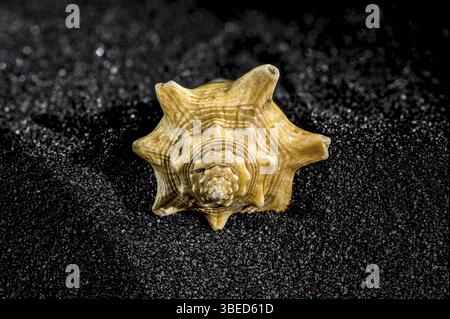 Strombus pugilis seashell on a black sand background close-up, Odessa, Ukraine, Europe Stock Photo