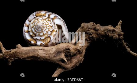Close-up of a Conus striatus, commonly known as the striated cone shell, showcasing its intricate spiral patterns and earthy tones, resting on texture Stock Photo