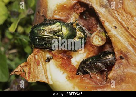 Common rose chafer (Cetonia aurata) Stock Photo