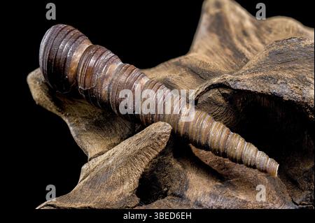 Close-up of a Turritella shell with a spiral structure resting on textured driftwood, isolated against a black background. Highlights natural ridges a Stock Photo