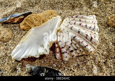 Hippopus hippopus sea shell on a yellow sand, Odessa, Ukraine, Europe Stock Photo