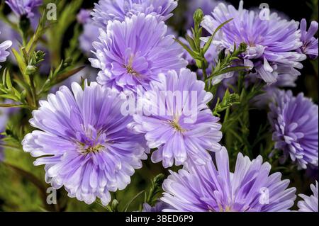 Close-up of a blooming Lavender Asters flowers isolated on a black background, Odessa, Ukraine, Europe Stock Photo