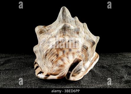 Caribbean King Helmet sea snail shell Cassis Tuberosa on a black sand background, Odessa, Ukraine, Europe Stock Photo