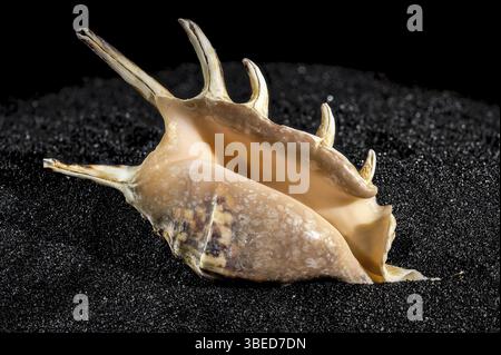 Spider conch seashell, lambis tiger, on a black sand background close-up, Odessa, Ukraine, Europe Stock Photo