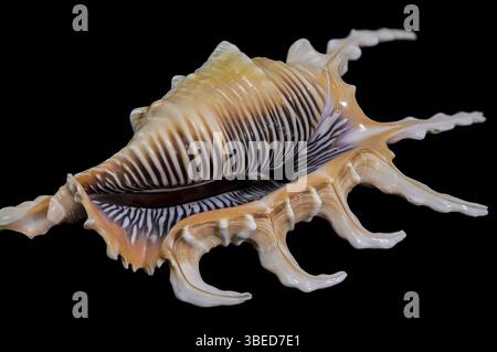 Close-up of a Scorpion Conch Shell on a solid black background. The shell features intricate ridges, vibrant brown and white patterns, and a natural g Stock Photo