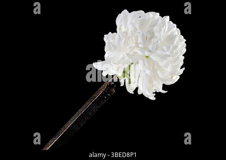 Creative still life with old rusty rasp file with white chrysanthemum flower head on a black background, Odessa, Ukraine, Europe Stock Photo