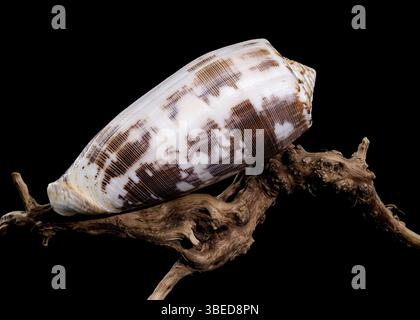 Close-up of a Conus striatus, commonly known as the striated cone shell, showcasing its intricate spiral patterns and earthy tones, resting on texture Stock Photo