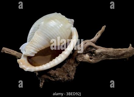 Close-up of a Phalium glaucum seashell placed on weathered driftwood, captured against a black background to highlight its smooth, glossy surface and Stock Photo