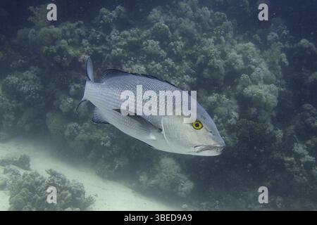 Double-spotted snapper (Lutjanus bohar Stock Photo - Alamy