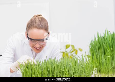 Female scientist wearing white lab coat, goggles and gloves inspecting grass seedlings in lab Stock Photo