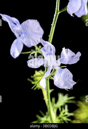 Beautiful Blooming blue delphinium flower isolated on a black background. Flower head close-up, Odessa, Ukraine, Europe Stock Photo