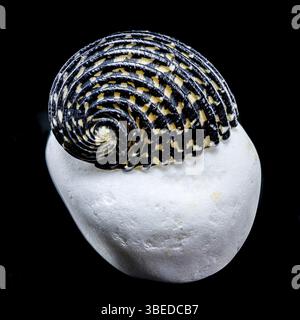 Close-up of a Neritodryas cornea shell with black and yellow stripes, placed on a white stone against a black background. Perfect for nature and marin Stock Photo