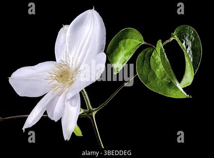 Beautiful Blooming white clematis Arabella flower isolated on a black background. Flower head close-up, Odessa, Ukraine, Europe Stock Photo