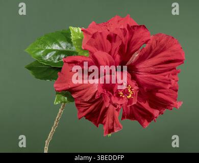 Beautiful Blooming Double red hibiscus flower on a green background. Flower head close-up, Odessa, Ukraine, Europe Stock Photo