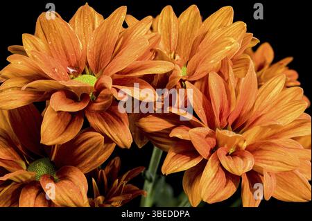Beautiful Chrysanthemum multiflora Conaco Orange isolated on a black background. Flower head close-up photo, Odessa, Ukraine, Europe Stock Photo