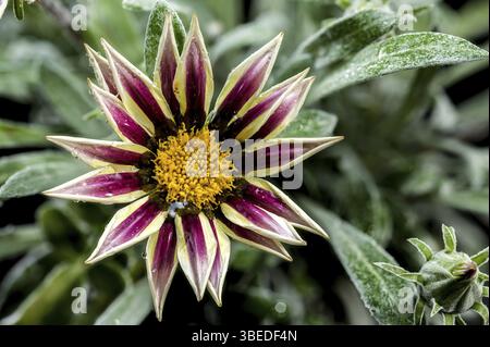 Beautiful Blooming Gazania Frosty Kiss isolated on a black background. Flower head close-up, Odessa, Ukraine, Europe Stock Photo