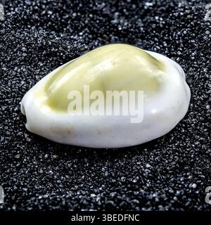 Close-up of Cypraea annulus sea shell on a black sand background, Odessa, Ukraine, Europe Stock Photo