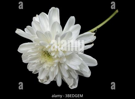 White chrysanthemum flower on a black background. Flower head close-up, Odessa, Ukraine, Europe Stock Photo