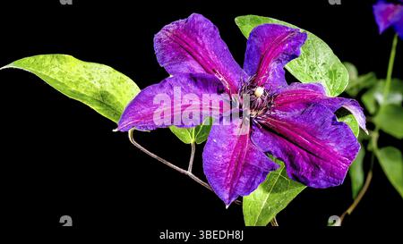Beautiful Blooming purple Clematis Akaishi flowers isolated on a black background. Flower head close-up, Odessa, Ukraine, Europe Stock Photo