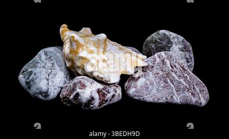 A detailed photo of a Strombus raninus shell resting on rocks, set against a black background, showcasing its natural patterns and texture, Odessa, Uk Stock Photo