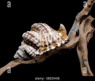 Close-up of a Distorsio anus sea shell resting on textured driftwood, set against a dark black background. The shell features intricate ridges, vibran Stock Photo