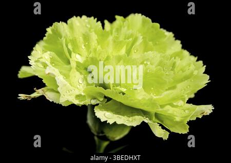 Beautiful Blooming Green carnation oliva isolated on a black background. Flower head close-up, Odessa, Ukraine, Europe Stock Photo