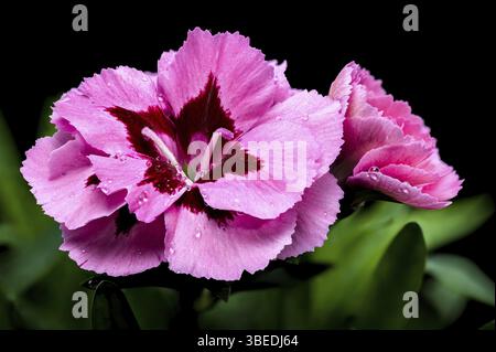 A close-up photo of a pink carnation with delicate dew drops, set against a black background, highlighting its intricate petals and natural beauty, Od Stock Photo