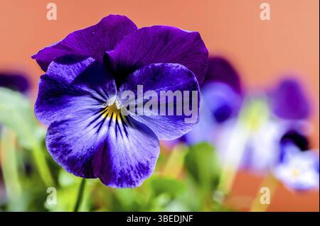 Close-up of vibrant purple and blue pansy flowers with water droplets on their petals, set against a warm orange background. The delicate texture and Stock Photo