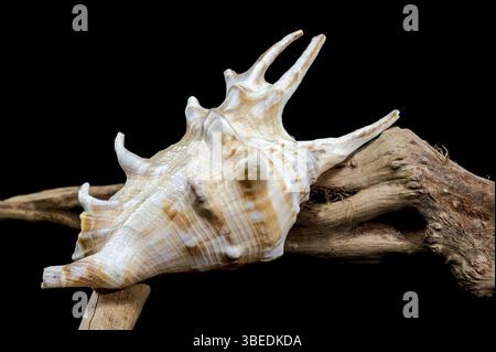 A vibrant Lambis scorpius shell, known as the scorpion conch, on a bed of weathered driftwood. The intricate details of the shell and the rustic charm Stock Photo