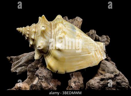 A stunning trombus pugilis or Fighting Conch shell displayed on rugged driftwood. Its vibrant golden tones and detailed spirals are elegantly highligh Stock Photo