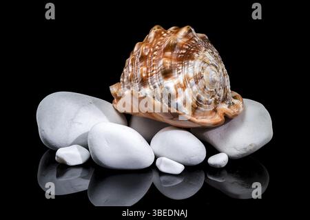 Cypraecassis rufa, Red Helmet Shell, resting on smooth white stones against a black background. The shell glossy surface and ribbed opening contrast w Stock Photo
