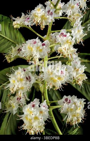Beautiful white horse chestnut tree blossoms isolated on a black background. Flower head close-up, Odessa, Ukraine, Europe Stock Photo