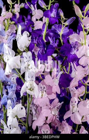 Beautiful Blooming multicolored delphinium flower isolated on a black background. Flower head close-up, Odessa, Ukraine, Europe Stock Photo