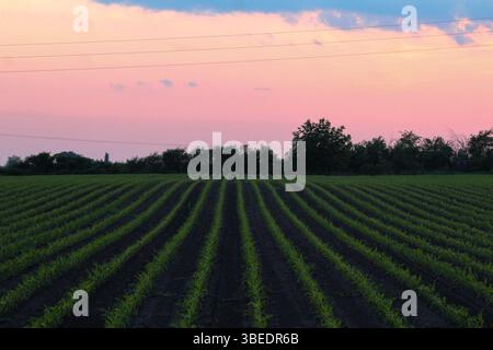 Straight rows of young corn plants on a field under a colorful sunset sky, with tree silhouettes on the horizon and soft pink and blue tones. Stock Photo