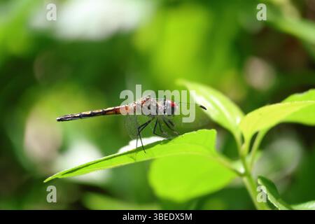 Close-up of a striped Meadowhawk, with beautiful red highlights, standing on a leaf. Stock Photo