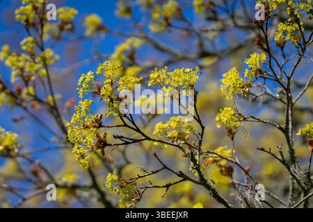 Flowering Norway maple (Acer platanoides), branch with blossoms. Blossoming maple tree twig. Spring time floral background. Stock Photo