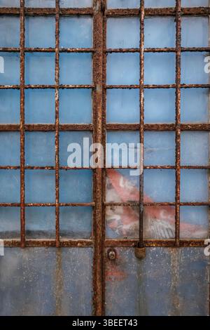 Rusty Metal Grid Door With Blue Painted Surface And Weathered Texture. Industrial Security Door, Oxidized Iron Bars, Peeling Paint, Urban Decay Archit Stock Photo