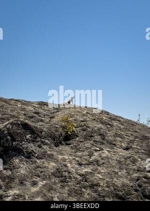 A lizard standing on a rocky hill under clear blue sky, wide angle, daylight, natural habitat, useful for nature and wildlife themes. No people. Stock Photo