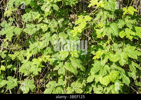 Green leaves of a currant bush in the forest in spring closeup as green natural background Stock Photo