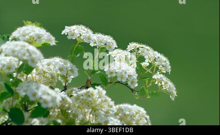 Branch with white flowers Spiraea. On natural blurred green background. Stock Photo