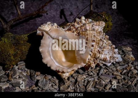 Detailed image of a textured sea shell resting on small pebbles, with a moss-covered branch in the background, showcasing natural coastal elements Stock Photo